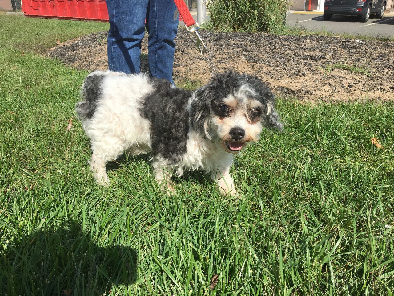 shelter dogs (24).jpeg